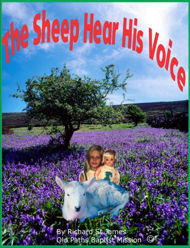 The Sheep Hear His Voice